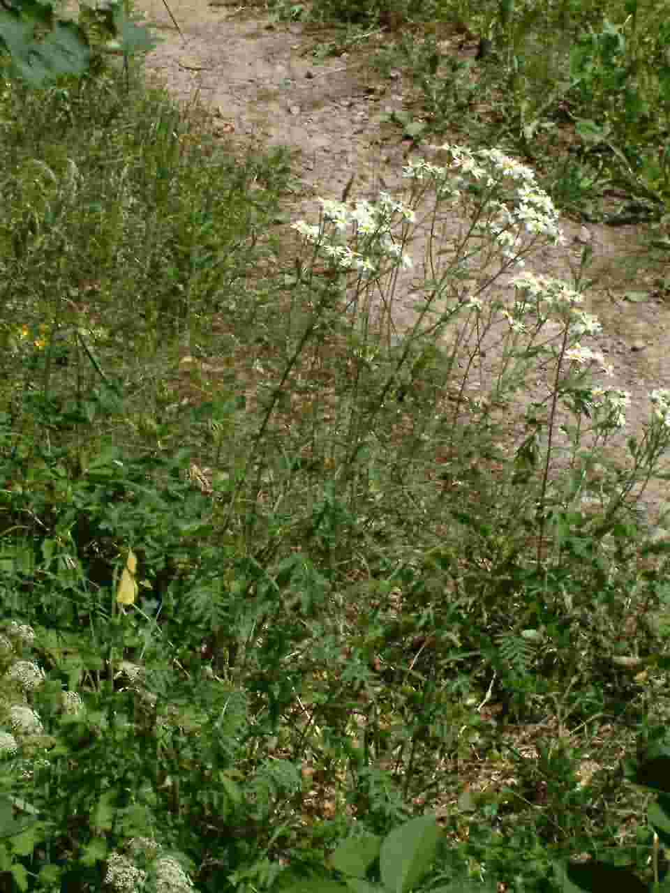 Tanacetum corymbosum 1