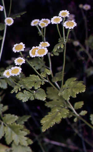 Tanacetum parthenium 1