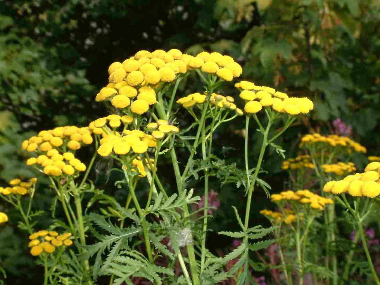 Tanacetum vulgare 1