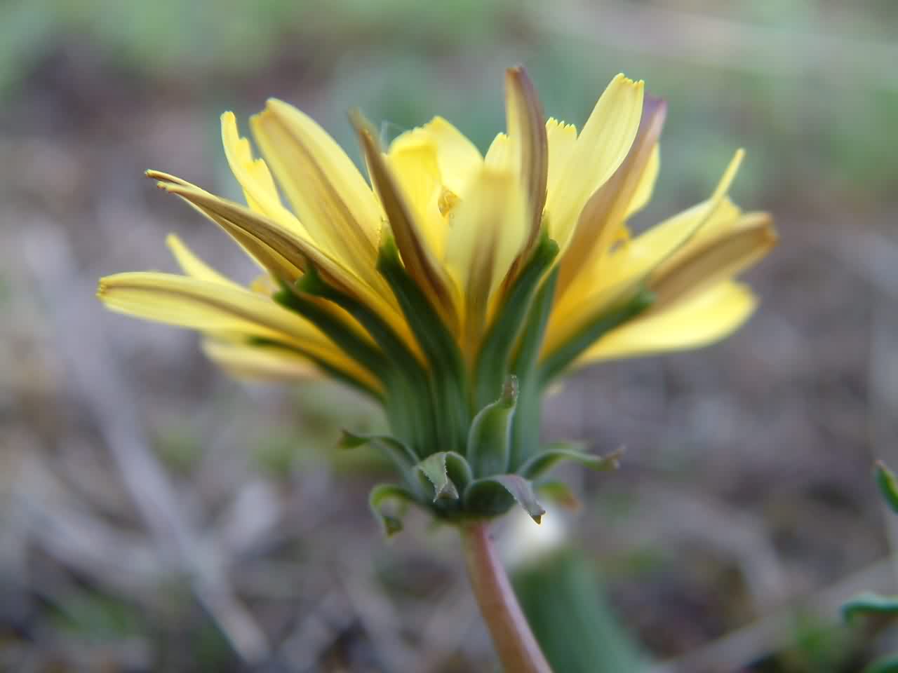 Taraxacum sect. Erythrosperma 2