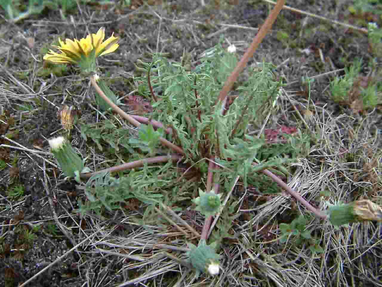 Taraxacum sect. Erythrosperma 1