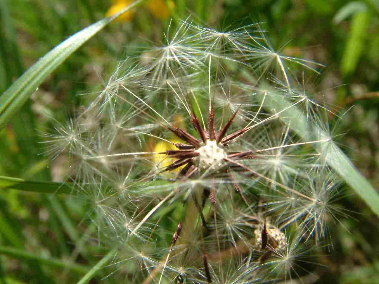 Taraxacum sect. Erythrosperma 3