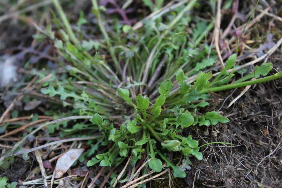 Teesdalia nudicaulis 4