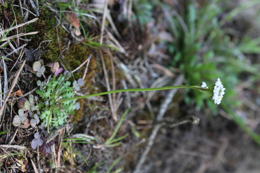 Teesdalia nudicaulis 1