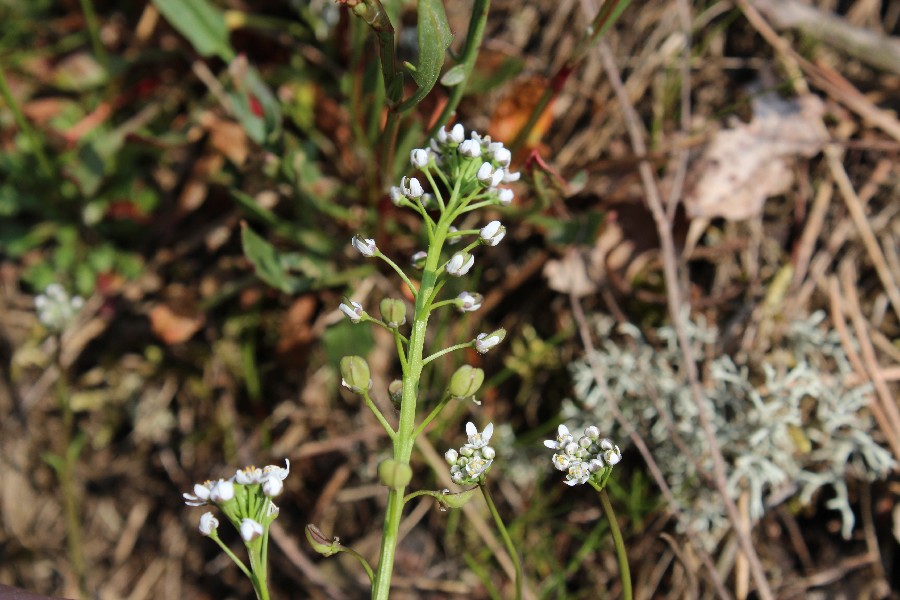 Teesdalia nudicaulis 2