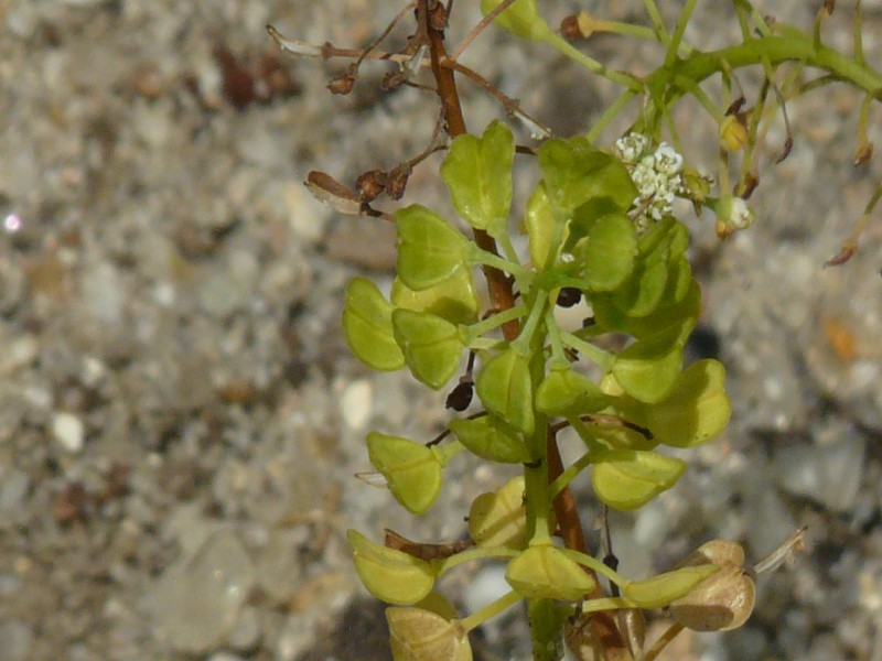 Teesdalia nudicaulis 3