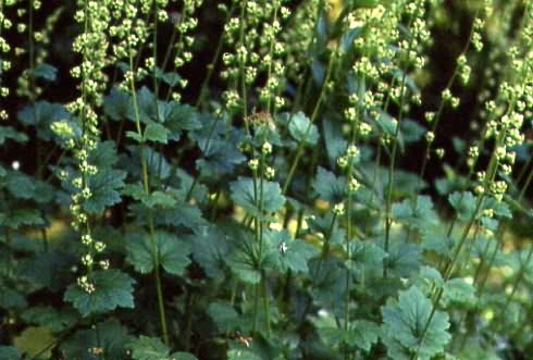 Tellima grandiflora 1