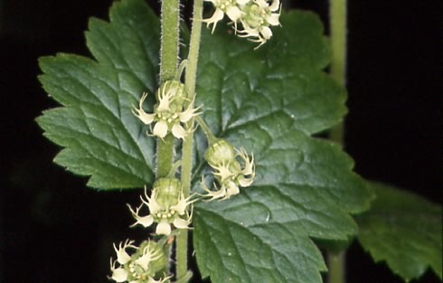 Tellima grandiflora 2