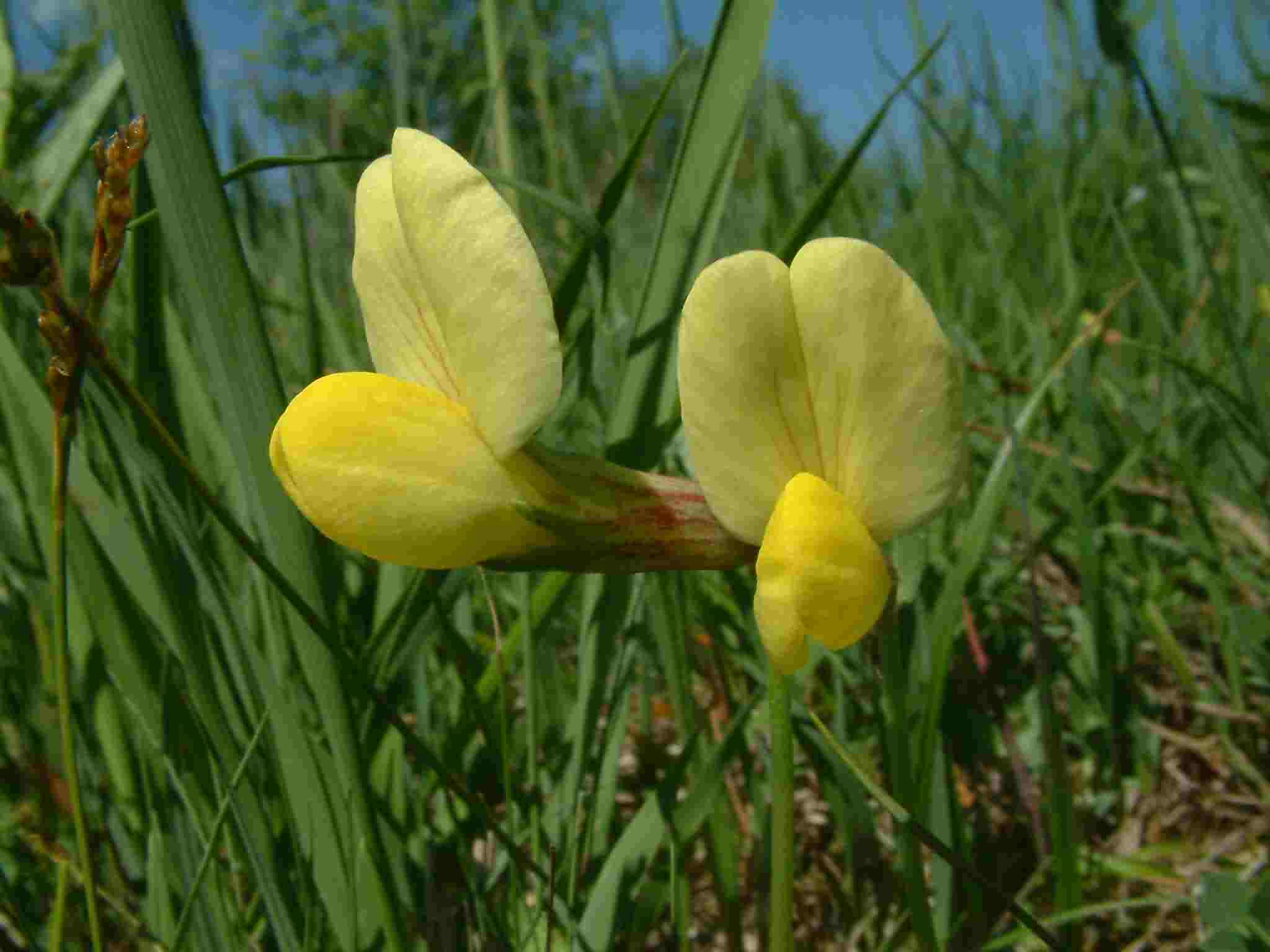 Tetragonolobus maritimus 2