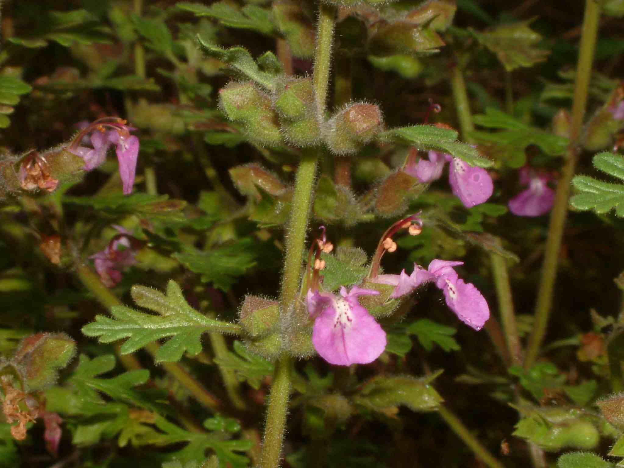 Teucrium_botrys 2