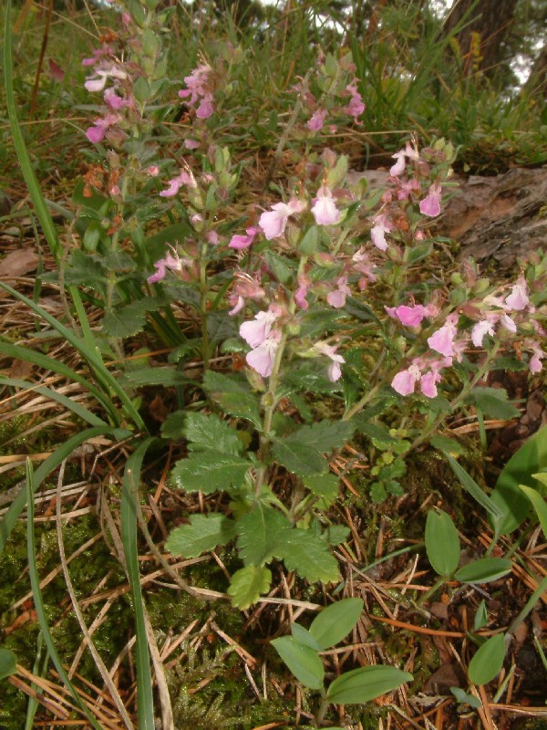 Teucrium chamaedrys 1