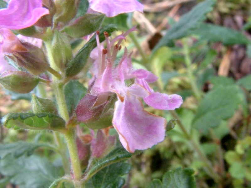 Teucrium chamaedrys 2