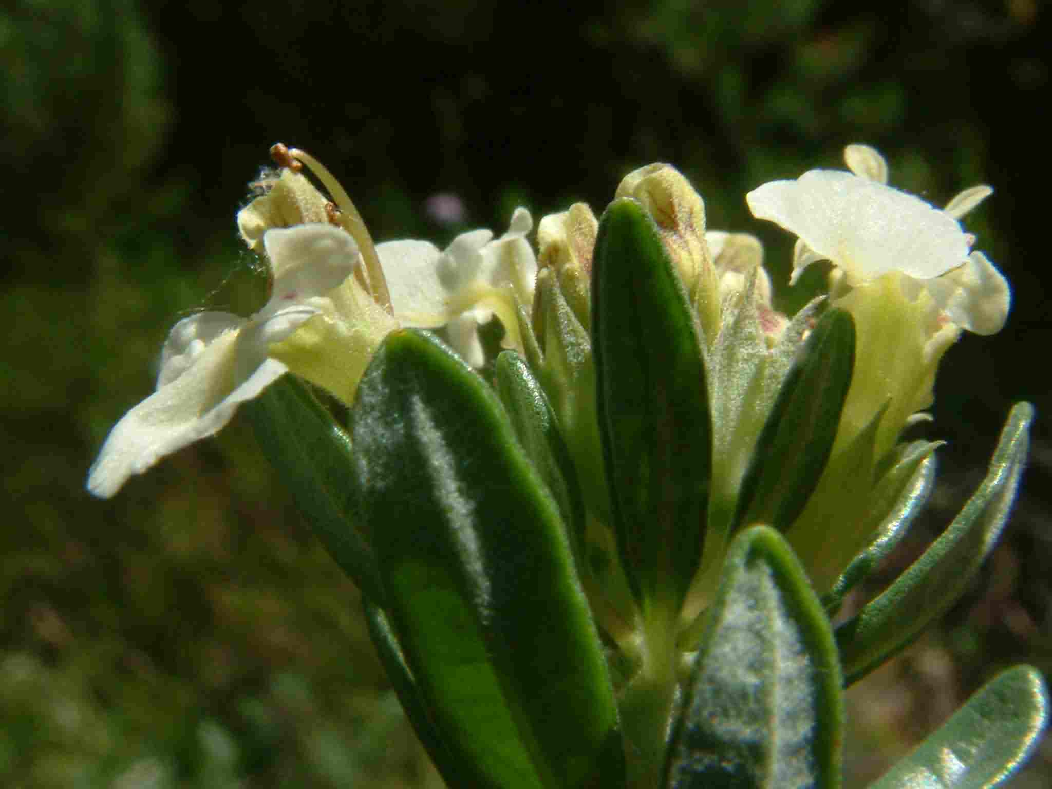 Teucrium montanum 2