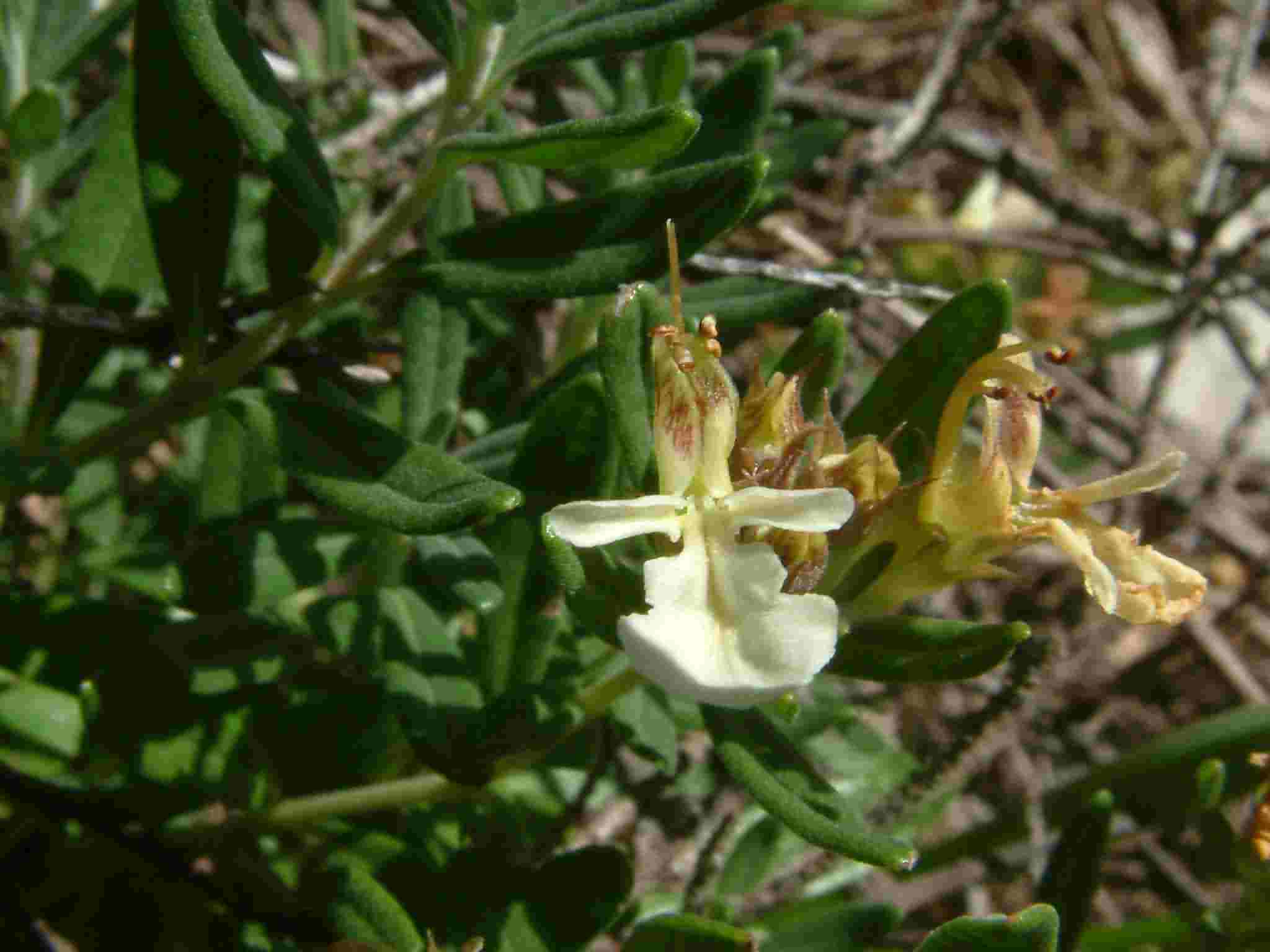 Teucrium montanum 1