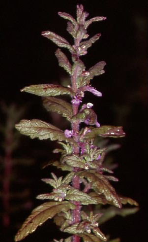 Teucrium scordium 1