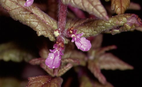 Teucrium scordium 2