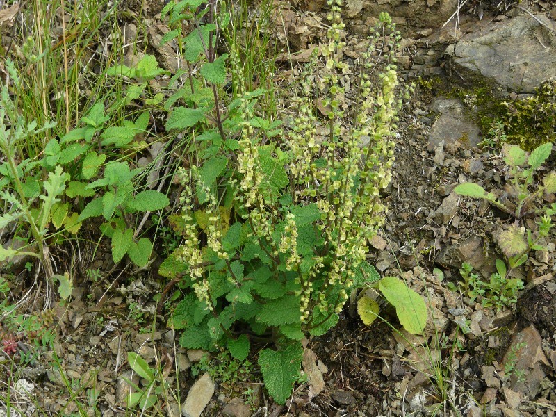 Teucrium scorodonia 2