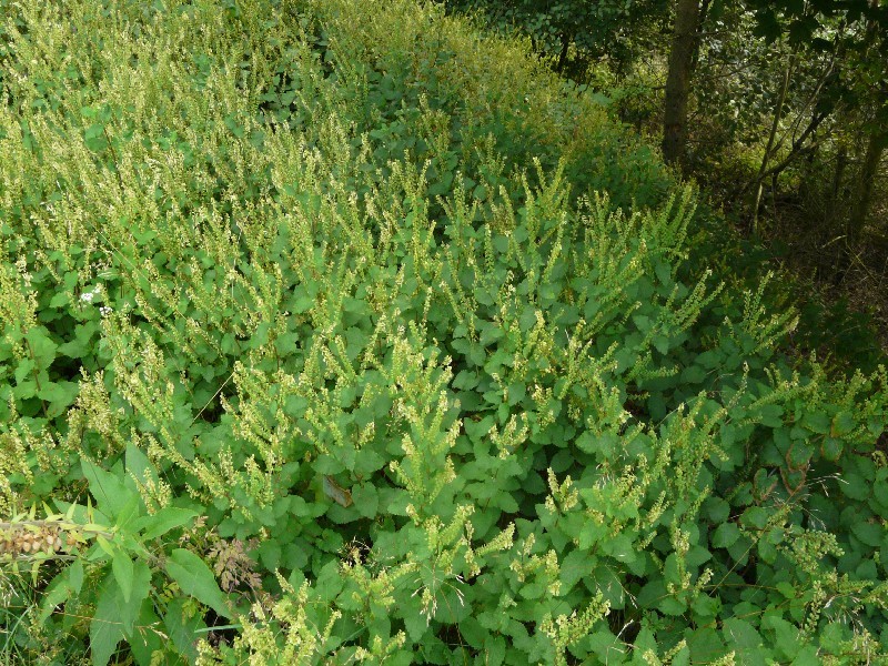 Teucrium scorodonia 1