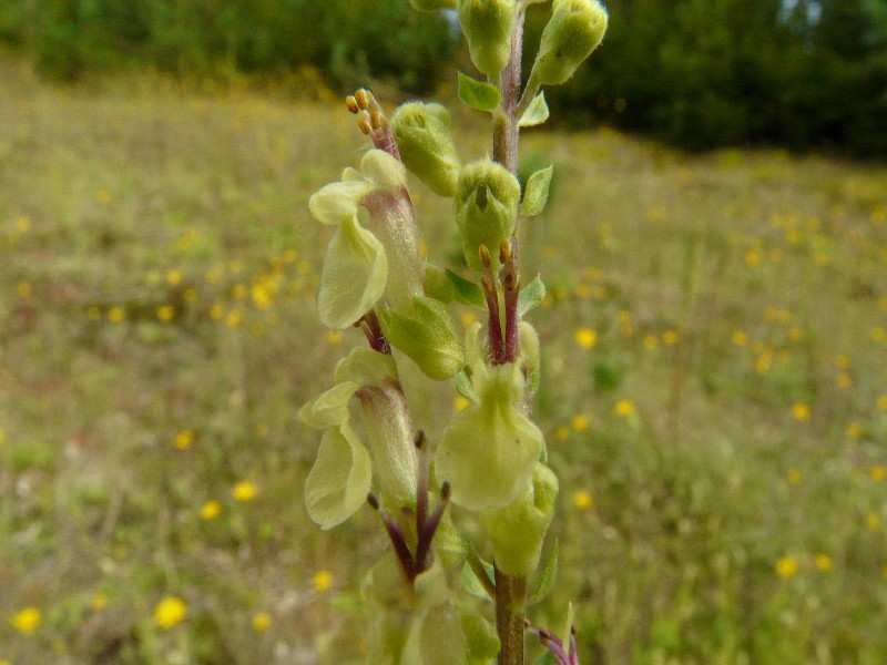 Teucrium scorodonia 3