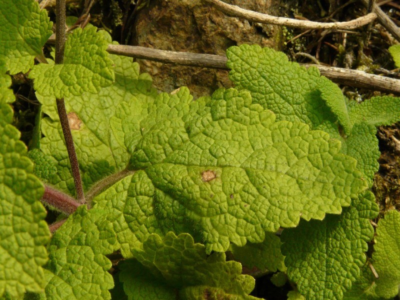 Teucrium scorodonia 4