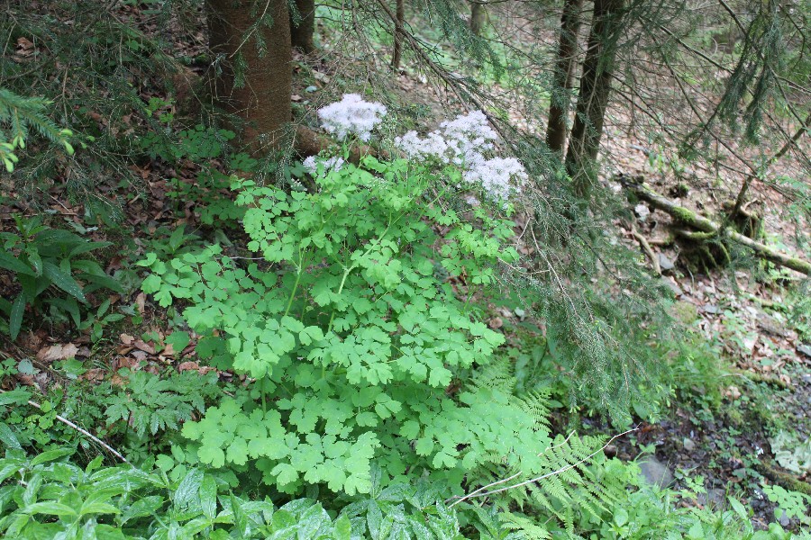 Thalictrum aquilegiifolium 1