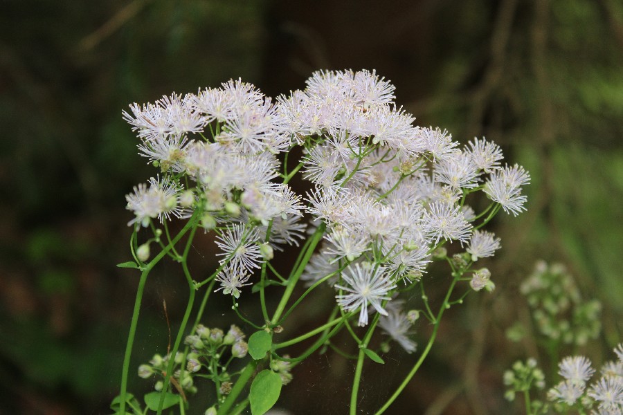 Thalictrum aquilegiifolium 2