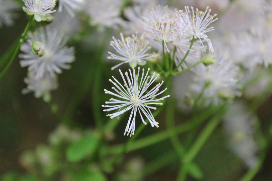 Thalictrum aquilegiifolium 3