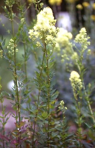 Thalictrum flavum 1