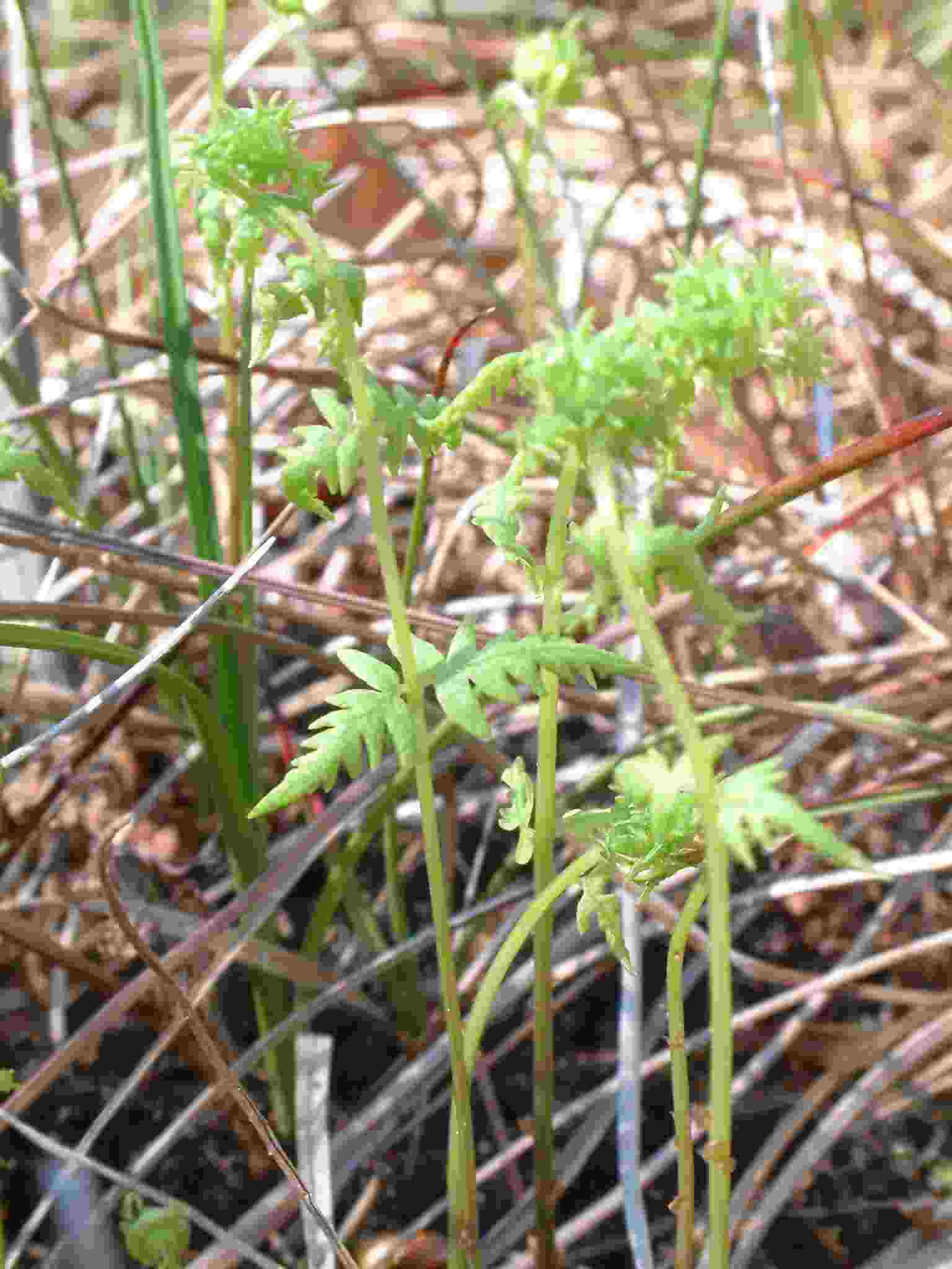 Thelypteris palustris 2