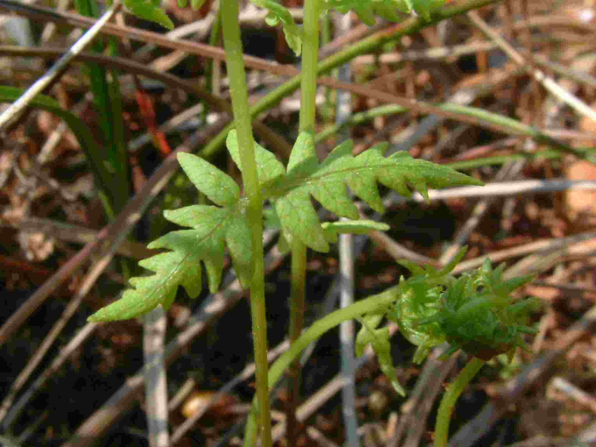 Thelypteris palustris 3