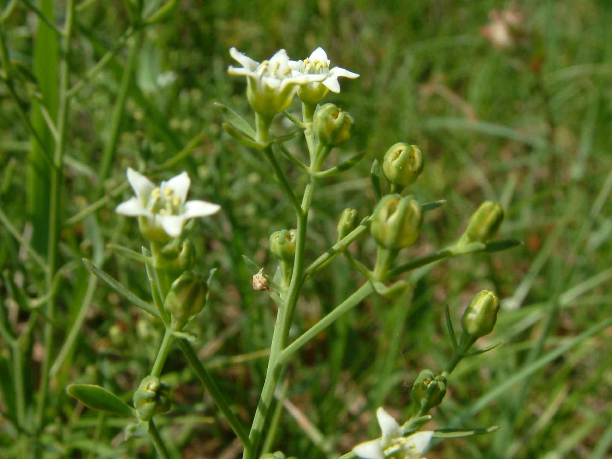 Thesium linophyllon 2