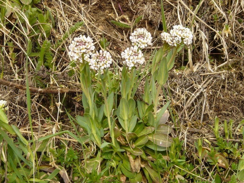 Thlaspi caerulescens 1