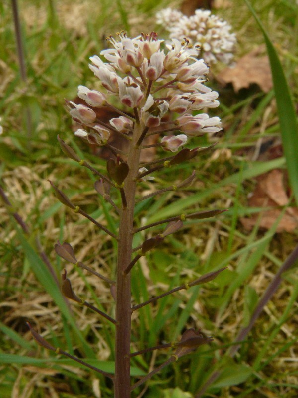 Thlaspi caerulescens 4