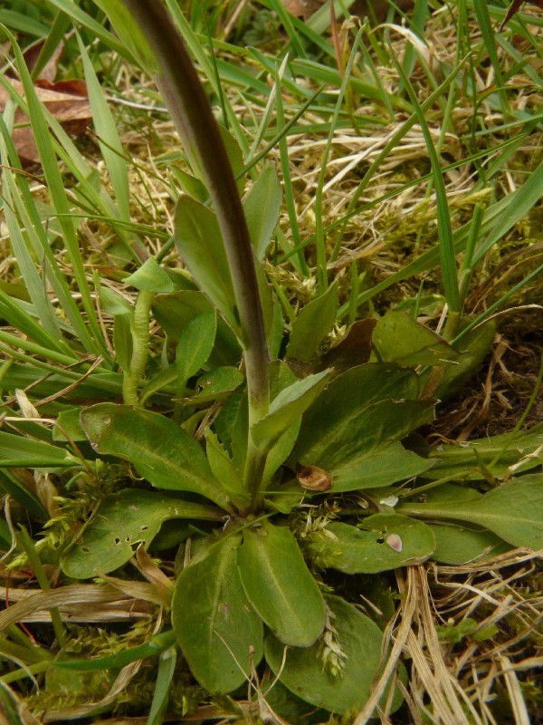 Thlaspi caerulescens 5