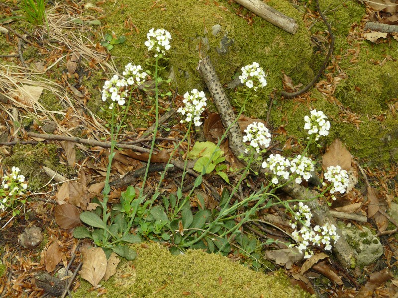 Thlaspi montanum 1