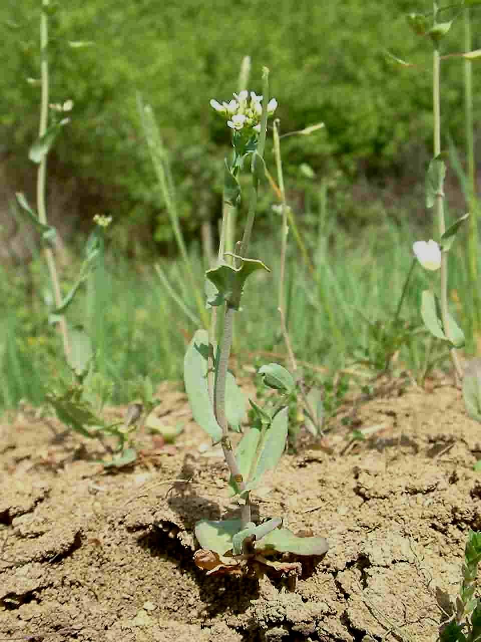 Thlaspi perfoliatum 1