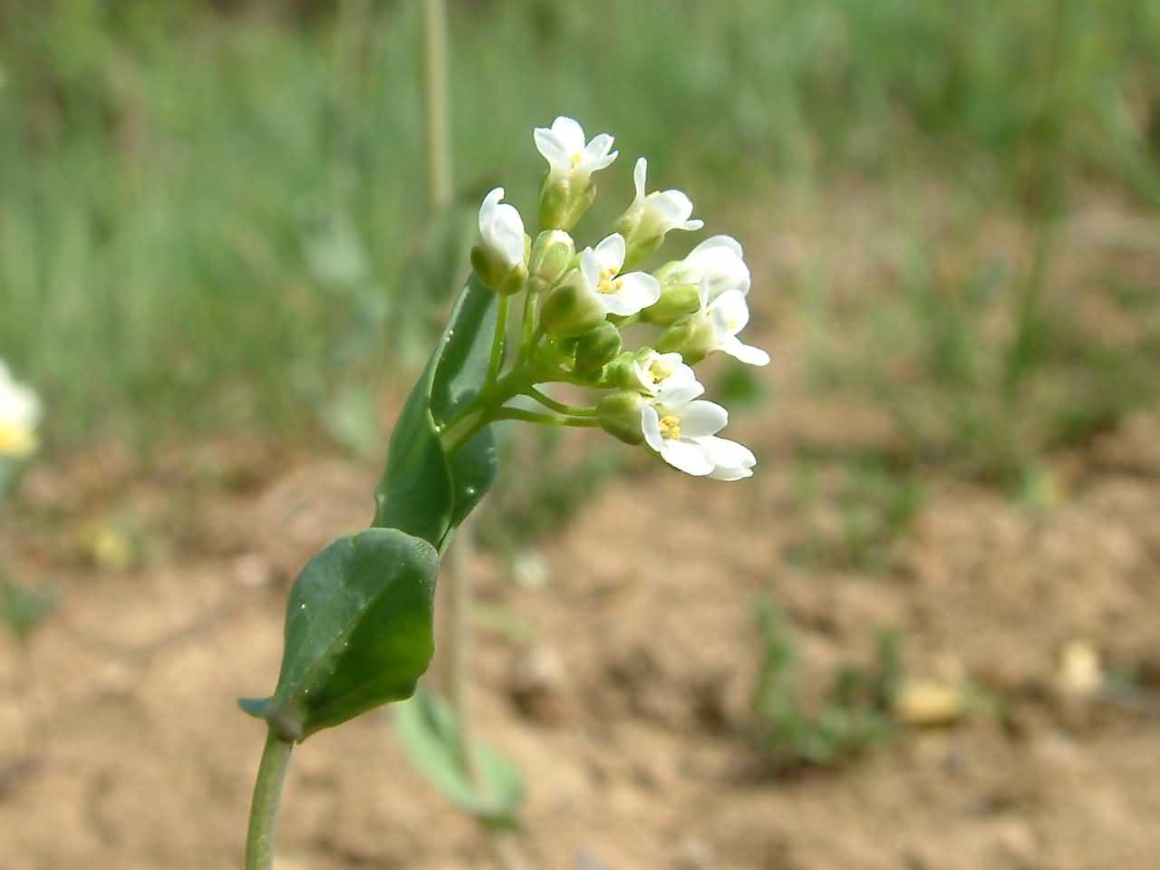 Thlaspi perfoliatum 2
