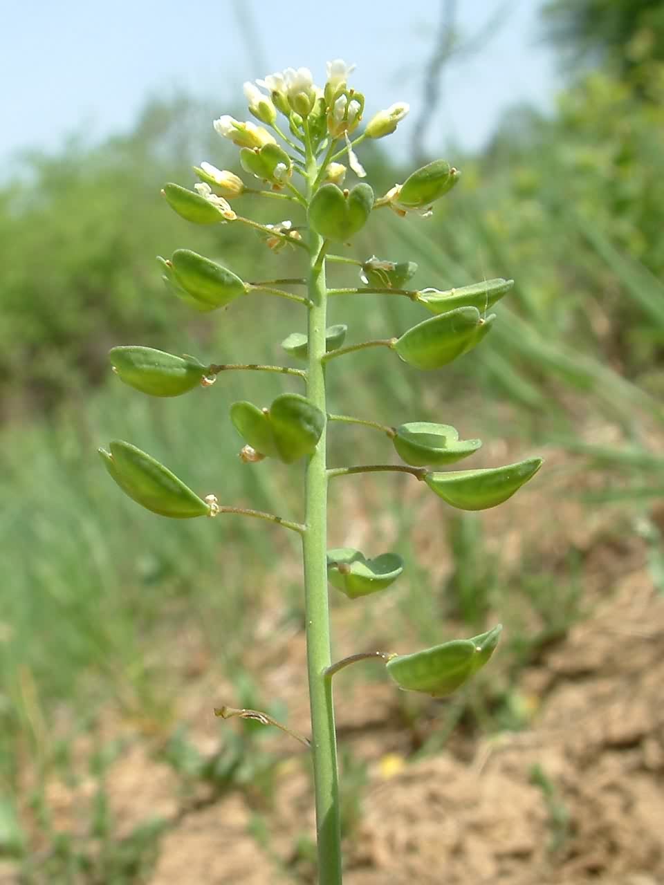 Thlaspi perfoliatum 3