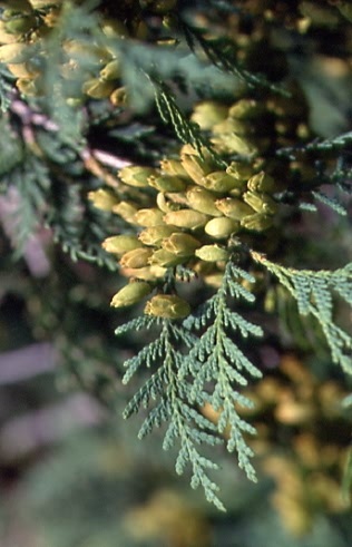 Thuja occidentalis 2