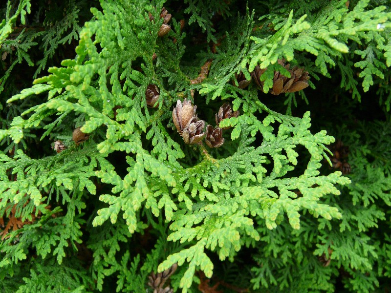 Thuja occidentalis 1