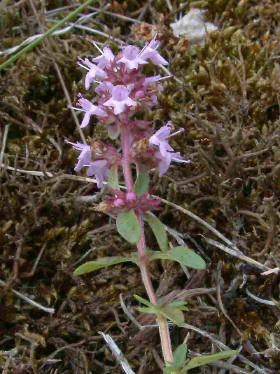 Thymus pulegioides 2