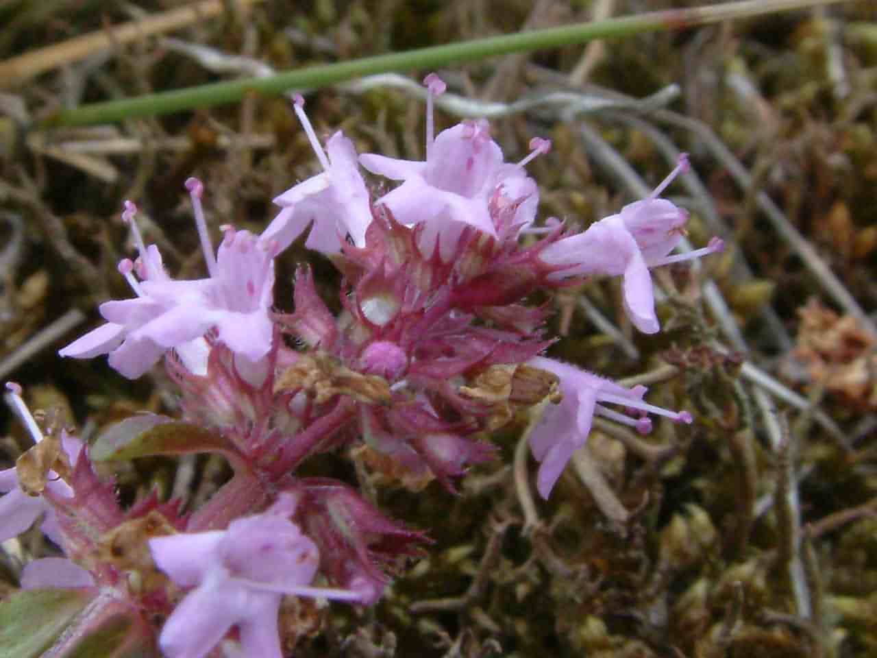 Thymus pulegioides 3