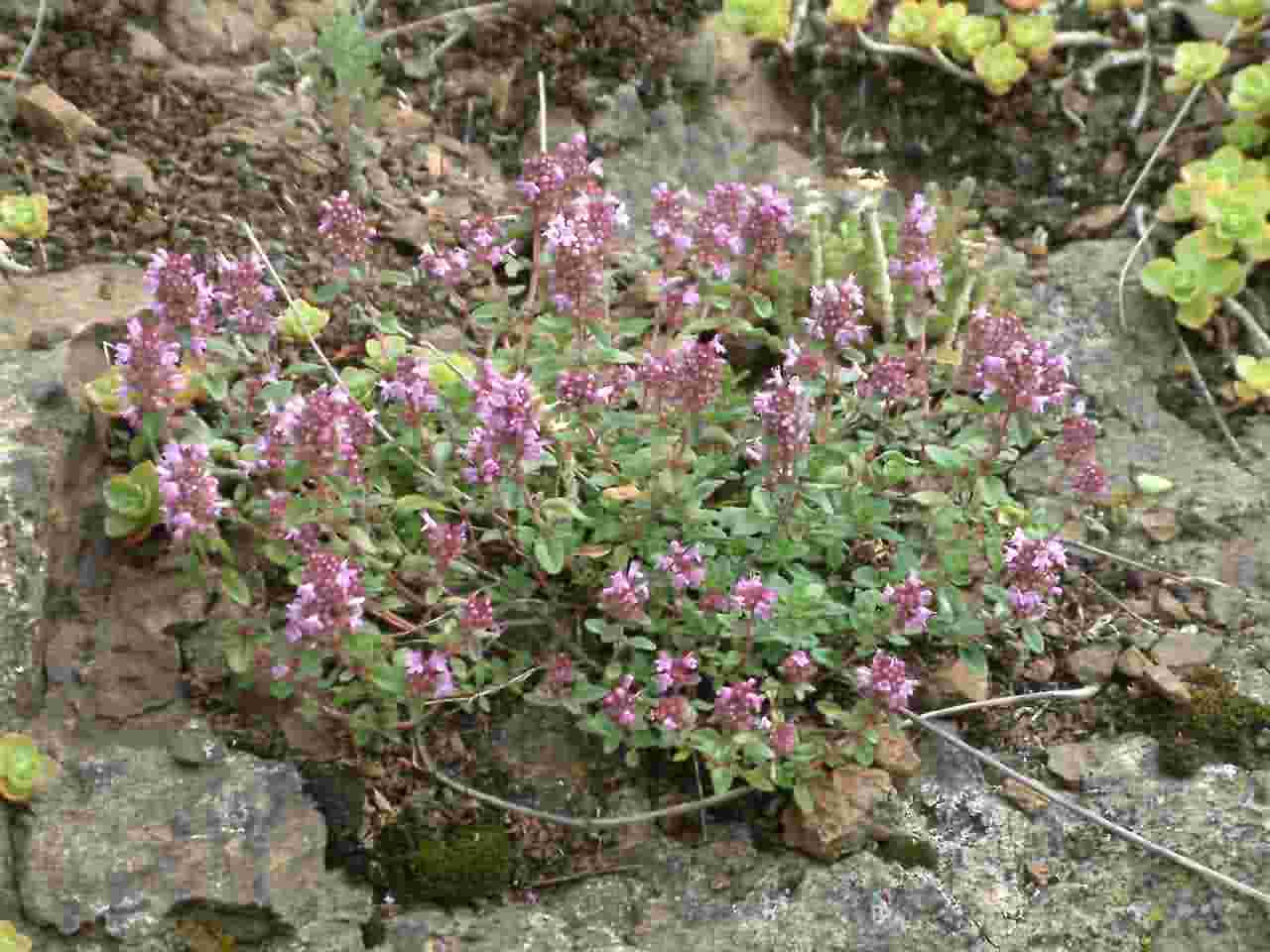 Thymus pulegioides 1