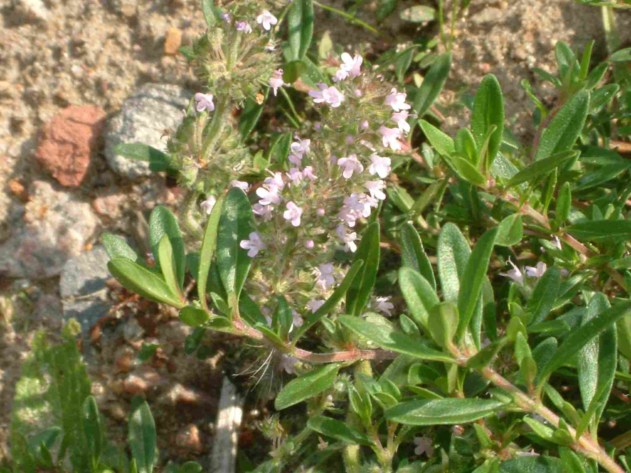 Thymus serpyllum 2