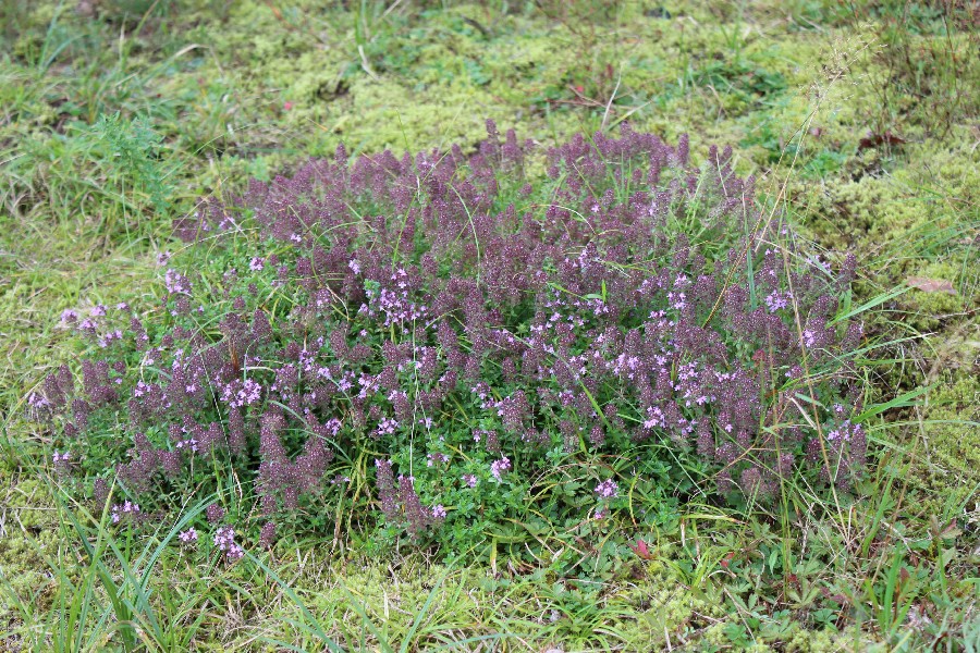 Thymus serpyllum 1