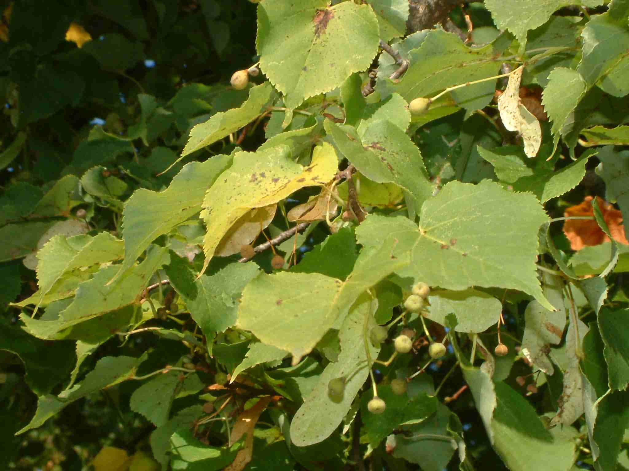 Tilia cordata 2