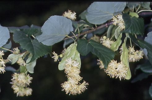 Tilia cordata 1