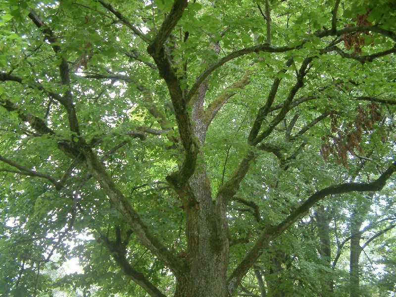 Tilia platyphyllos 1