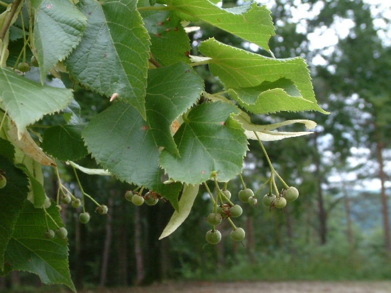 Tilia platyphyllos 2