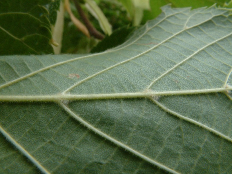 Tilia platyphyllos 3